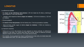 LONGITUD
La adherencia epitelial:
 Es mayor en los individuos más jóvenes (1,35 mm hasta los 24 años) y disminuye
con la edad (0,71 mm a los 39 años)
 También varía respecto al diente (mayor en molares): 1,03 mm en incisivos y 1,22 mm
en molares.
 El surco gingival:
 Es menor en los más jóvenes: 0,8 mm frente a los 1,7mm de promedio en adultos.
 Varía de forma similar según el diente (mayor en molares): 1,19mm en incisivos y
1,54mm en molares.
La inserción conectiva:
 Como se ve, en los más jóvenes el surco gingival es menos profundo, la adherencia
epitelial es más larga y la cresta ósea está más coronal, siendo la distancia promedio
desde la cresta a la UAC menor de 1 mm antes de los 20 años.
 En el adulto, el surco gingival es mayor, la adherencia es más corta y la cresta ósea está
más alejada de la UAC, con valor promedio de 2,15 mm.
 