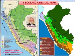 11 ECORREGIONES DEL PERÚ 
 
