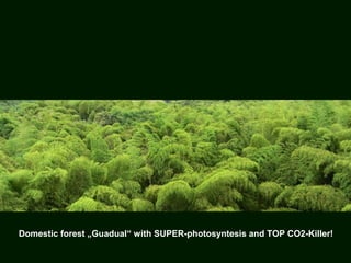 Domestic forest „Guadual“ with SUPER-photosyntesis and TOP CO2-Killer!
 