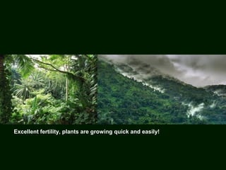 Excellent fertility, plants are growing quick and easily!
 