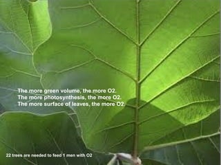 The more green volume, the more O2.
The more photosynthesis, the more O2.
The more surface of leaves, the more O2.
22 trees are needed to feed 1 men with O2
 