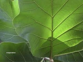 evaporation
 