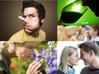 smell
 