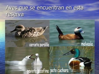 Aves que se encuentran en esta reserva 