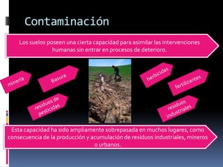 Contaminación
    Los suelos poseen una cierta capacidad para asimilar las intervenciones
                 humanas sin entrar en procesos de deterioro.




 Esta capacidad ha sido ampliamente sobrepasada en muchos lugares, como
consecuencia de la producción y acumulación de residuos industriales, mineros
                                 o urbanos.
 