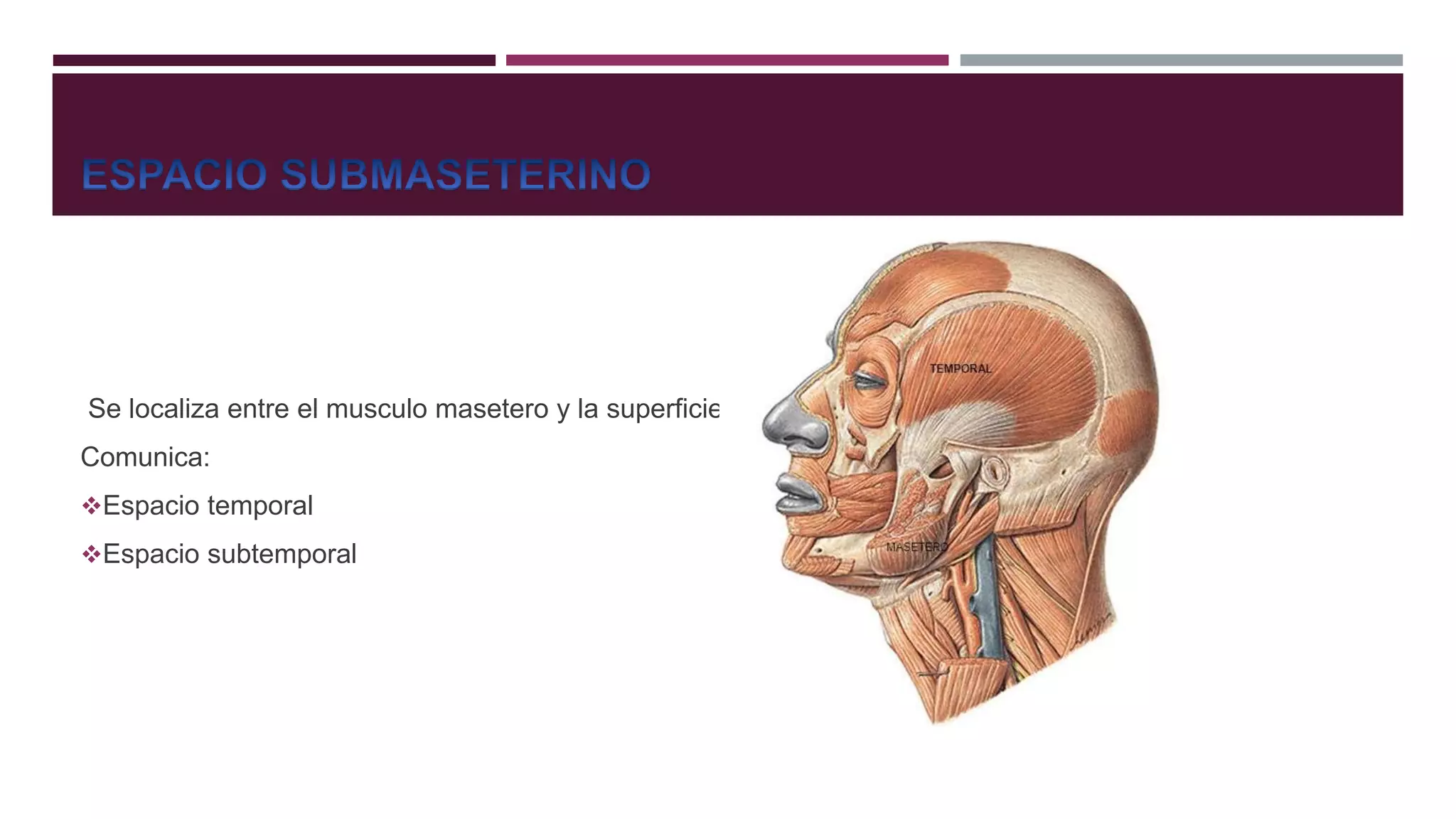 Espacios aponeurales de cabeza y cuello | PPTX | Dental Health