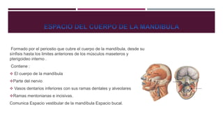 Formado por el periostio que cubre el cuerpo de la mandíbula, desde su
sínfisis hasta los limites anteriores de los músculos maseteros y
pterigoideo interno .
Contiene :
 El cuerpo de la mandíbula
Parte del nervio
 Vasos dentarios inferiores con sus ramas dentales y alveolares
Ramas mentonianas e incisivas.
Comunica Espacio vestibular de la mandíbula Espacio bucal.
 