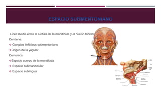 Línea media entre la sínfisis de la mandíbula y el hueso hioides.
Contiene:
 Ganglios linfáticos submentoniano
Origen de la yugular
Comunica:
Espacio cuerpo de la mandibula
 Espacio submandibular
 Espacio sublingual
 