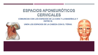 COMUNICAN CON LOS ESPACIOS DE LA CARA Y LA MANDÍBULA Y
ENTRE SI.
UNEN LOS ESPACIOS DE LA CABEZA CON EL TÓRAX.
 
