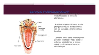 Rodea por fuera a la faringe y
medial respecto al Musculo
pterigoideo.
Adelante se extiende hasta el rafe
pterigomandibular donde continua
con los espacios subtemporales y
bucales.
Contiene en su parte anterior pocos
ganglios linfáticos y hacia atrás se
extiende alrededor de la faringe
donde continua con el espacio
retrofaringeo.
 