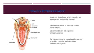 Justo por delante de la faringe entre las
aponeurosis vertebral y visceral.
Se extiende desde la base del cráneo
hasta el tórax.
Se comunica con los espacios
faringomaxilares.
Se conoce como el espacio peligroso por
la rapidez con que las infecciones
pueden prolongarse.
 