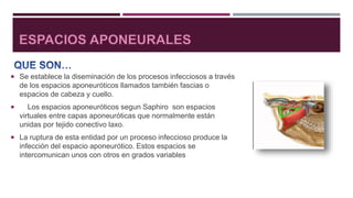  Se establece la diseminación de los procesos infecciosos a través
de los espacios aponeuróticos llamados también fascias o
espacios de cabeza y cuello.
 Los espacios aponeuróticos segun Saphiro son espacios
virtuales entre capas aponeuróticas que normalmente están
unidas por tejido conectivo laxo.
 La ruptura de esta entidad por un proceso infeccioso produce la
infección del espacio aponeurótico. Estos espacios se
intercomunican unos con otros en grados variables
 