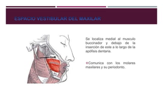 Se localiza medial al musculo
buccinador y debajo de la
inserción de este a lo largo de la
apófisis dentaria.
Comunica con los molares
maxilares y su periodonto.
 