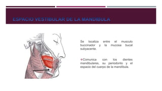 Se localiza entre el musculo
buccinador y la mucosa bucal
subyacente.
Comunica con los dientes
mandibulares, su periodonto y el
espacio del cuerpo de la mandíbula.
 