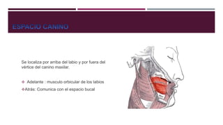 Se localiza por arriba del labio y por fuera del
vértice del canino maxilar.
 Adelante : musculo orbicular de los labios
Atrás: Comunica con el espacio bucal
 