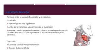 Formado entre el Musculo Buccinador y el masetero.
Localizado:
 Por debajo del arco cigomático
Arriba de la mandíbula Lateral respecto al buccinador
Anterior y medio respecto al masetero cubierto en parte por el musculo
cutáneo del cuello y la prolongación de la aponeurosis de la capsula
carotidea .
Comunica:
Espacios caninos Pterigomandibular
 Cuerpo de la mandíbula
 