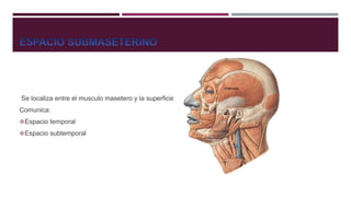 Se localiza entre el musculo masetero y la superficie externa de la rama vertical
Comunica:
Espacio temporal
Espacio subtemporal
 