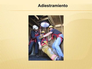 Adiestramiento
 