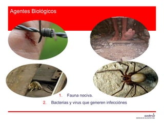 Agentes Biológicos
1. Fauna nociva.
2. Bacterias y virus que generen infecciónes
 