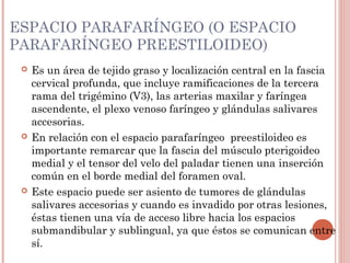 ESPACIO PARAFARÍNGEO (O ESPACIO
PARAFARÍNGEO PREESTILOIDEO)
 Es un área de tejido graso y localización central en la fascia
cervical profunda, que incluye ramificaciones de la tercera
rama del trigémino (V3), las arterias maxilar y faríngea
ascendente, el plexo venoso faríngeo y glándulas salivares
accesorias.
 En relación con el espacio parafaríngeo preestiloideo es
importante remarcar que la fascia del músculo pterigoideo
medial y el tensor del velo del paladar tienen una inserción
común en el borde medial del foramen oval.
 Este espacio puede ser asiento de tumores de glándulas
salivares accesorias y cuando es invadido por otras lesiones,
éstas tienen una vía de acceso libre hacia los espacios
submandibular y sublingual, ya que éstos se comunican entre
sí.
 