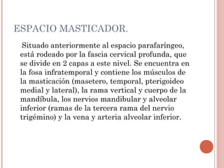 ESPACIO MASTICADOR.
Situado anteriormente al espacio parafaríngeo,
está rodeado por la fascia cervical profunda, que
se divide en 2 capas a este nivel. Se encuentra en
la fosa infratemporal y contiene los músculos de
la masticación (masetero, temporal, pterigoideo
medial y lateral), la rama vertical y cuerpo de la
mandíbula, los nervios mandibular y alveolar
inferior (ramas de la tercera rama del nervio
trigémino) y la vena y arteria alveolar inferior.
 