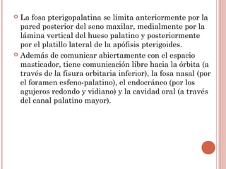  La fosa pterigopalatina se limita anteriormente por la
pared posterior del seno maxilar, medialmente por la
lámina vertical del hueso palatino y posteriormente
por el platillo lateral de la apófisis pterigoides.
 Además de comunicar abiertamente con el espacio
masticador, tiene comunicación libre hacia la órbita (a
través de la fisura orbitaria inferior), la fosa nasal (por
el foramen esfeno-palatino), el endocráneo (por los
agujeros redondo y vidiano) y la cavidad oral (a través
del canal palatino mayor).
 