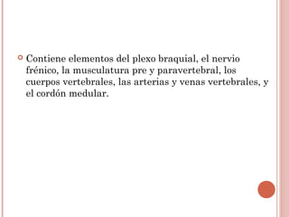  Contiene elementos del plexo braquial, el nervio
frénico, la musculatura pre y paravertebral, los
cuerpos vertebrales, las arterias y venas vertebrales, y
el cordón medular.
 