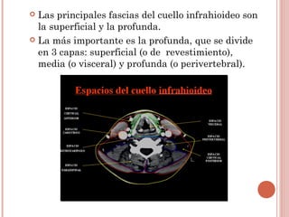  Las principales fascias del cuello infrahioideo son
la superficial y la profunda.
 La más importante es la profunda, que se divide
en 3 capas: superficial (o de revestimiento),
media (o visceral) y profunda (o perivertebral).
 