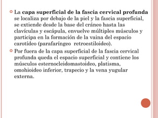  La capa superficial de la fascia cervical profunda
se localiza por debajo de la piel y la fascia superficial,
se extiende desde la base del cráneo hasta las
clavículas y escápula, envuelve múltiples músculos y
participa en la formación de la vaina del espacio
carotídeo (parafaríngeo retroestiloideo).
 Por fuera de la capa superficial de la fascia cervical
profunda queda el espacio superficial y contiene los
músculos esternocleidomastoideo, platisma,
omohioideo inferior, trapecio y la vena yugular
externa.
 