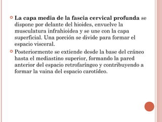  La capa media de la fascia cervical profunda se
dispone por delante del hioides, envuelve la
musculatura infrahioidea y se une con la capa
superficial. Una porción se divide para formar el
espacio visceral.
 Posteriormente se extiende desde la base del cráneo
hasta el mediastino superior, formando la pared
anterior del espacio retrofaríngeo y contribuyendo a
formar la vaina del espacio carotídeo.
 