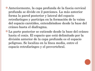  Anteriormente, la capa profunda de la fascia cervical
profunda se divide en 2 porciones. La más anterior
forma la pared posterior y lateral del espacio
retrofaríngeo y participa en la formación de la vaina
del espacio carotídeo, extendiéndose desde la base del
cráneo hasta el diafragma.
 La parte posterior se extiende desde la base del cráneo
hasta el coxis. El espacio que está delimitado por la
división anterior de la capa profunda es el espacio
peligroso. Se localiza en la línea media, entre el
espacio retrofaríngeo y el prevertebral.
 