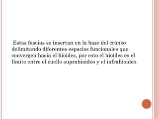Estas fascias se insertan en la base del cráneo
delimitando diferentes espacios funcionales que
convergen hacia el hioides, por esto el hioides es el
límite entre el cuello suprahioideo y el infrahioideo.
 