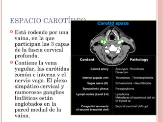 ESPACIO CAROTÍDEO
 Está rodeado por una
vaina, en la que
participan las 3 capas
de la fascia cervical
profunda.
 Contiene la vena
yugular, las carótidas
común e interna y el
nervio vago. El plexo
simpático cervical y
numerosos ganglios
linfáticos están
englobados en la
pared medial de la
vaina.
 