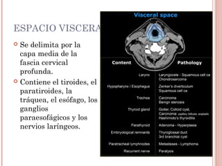 ESPACIO VISCERAL
 Se delimita por la
capa media de la
fascia cervical
profunda.
 Contiene el tiroides, el
paratiroides, la
tráquea, el esófago, los
ganglios
paraesofágicos y los
nervios laríngeos.
 