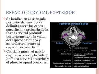 ESPACIO CERVICAL POSTERIOR
 Se localiza en el triángulo
posterior del cuello y se
delimita entre las capas
superficial y profunda de la
fascia cervical profunda,
posteriormente a la vaina
del espacio carotídeo y
anterolateralmente al
espacio perivertebral.
 Contiene grasa, el nervio
espinal accesorio, la cadena
linfática cervical posterior y
el plexo braquial preaxilar.
 