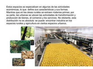 Estos espacios se especializan en algunas de las actividades
económicas, lo que define sus características y sus formas.
Mientras que en las áreas rurales se extraen materias primas; por
su parte, las urbanas se ubican las actividades de transformación y
producción de bienes, el comercio y los servicios. No obstante, esta
distribución no es absoluta: se puede :encontrar industria en los
espacios rurales y agricultura en ciertos espacios urbanos.
 