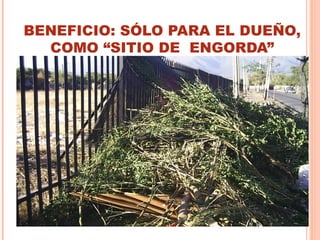 BENEFICIO: SÓLO PARA EL DUEÑO,
COMO “SITIO DE ENGORDA”
 