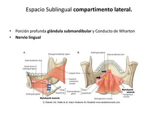 Espacio Sublingual compartimento lateral.
• Porción profunda glándula submandibular y Conducto de Wharton
• Nervio lingual
 
