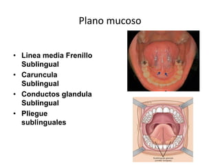 Plano mucoso
• Linea media Frenillo
Sublingual
• Caruncula
Sublingual
• Conductos glandula
Sublingual
• Pliegue
sublinguales
 