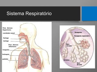 Sistema Respiratório
 