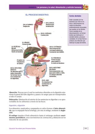 Absorción. Proceso por el cual los nutrientes obtenidos en la digestión atra-
viesan la pared del tubo digestivo y pasan a la sangre para ser transportados
a todo el cuerpo.
Defecación. Eliminación al exterior de las sustancias no digeridas o no apro-
vechables de los alimentos a través de las heces.
Ingestión y digestión
Los alimentos, masticados y empapados en saliva forman el bolo alimenti-
cio, que es empujado hacia la faringe y de esta al esófago, mediante la deglu-
ción.
El esófago impulsa el bolo alimenticio hasta el estómago mediante movi-
mientos peristálticos, unos movimientos de contracción y dilatación de los
músculos de sus paredes.
Unidad 4: Las personas y la salud. Alimentación y nutrición humanas
[101 ]Educación Secundaria para Personas Adultas
Caries dentales
Están causadas por las
bacterias que viven en la
boca y descomponen los
restos de alimentos,
preferentemente azucarados,
que quedan en los dientes.
Como resultado de la
descomposición, se forman
ácidos que destruyen el
esmalte dental y provocan
cavidades. En la fase final se
produce una infección que
destruye la pulpa del diente.
 