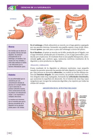 CIENCIAS DE LA NATURALEZA
En el estómago, el bolo alimenticio se mezcla con el jugo gástrico segregado
por sus paredes internas, formando una papilla espesa y muy ácida, deno-
minada quimo, que sale poco a poco del estómago a través del píloro.
En el duodeno, el quimo se mezcla con la bilis, producida por el hígado, con
el jugo intestinal, producido por el intestino, y con el jugo pancreático, pro-
ducido por el páncreas. El resultado final es una papilla blanquecina, deno-
minada quilo, que contiene agua, sustancias nutritivas resultantes de la
digestión y otros productos no digeridos.
Absorción y defecación
Como resultado de la digestión se obtienen nutrientes, cuyo pequeño
tamaño les permite atravesar las paredes del tubo digestivo y pasar a la san-
gre. Este proceso se denomina absorción, y se realiza en los dos últimos tra-
mos del intestino delgado. En estos tramos, las paredes internas del intes-
tino delgado están muy replegadas, formando las vellosidades intestinales,
que aumentan la superficie de absorción. En el interior de estas hay vasos
sanguíneos que recogen las sustancias digeridas y las reparten por todas las
células del cuerpo.
[102 ] Módulo 3
Úlceras
Son heridas que se abren en
las paredes internas del tubo
digestivo. Se producen
principalmente en el
estómago y el duodeno. Sus
causas son muy variadas, y
entre ellas destacan el estrés
y las infecciones por la
bacteria Helicobacter pylori.
Diabetes
Es una enfermedad que se
caracteriza por una
concentración elevada de
glucosa en la sangre debido
a que el páncreas no
produce suficiente insulina.
Como consecuencia de ello,
se produce una desnutrición
celular y una exposición a
múltiples afecciones.
La insulina es la hormona
que se necesita para que la
glucosa procedente de la
digestión de los glúcidos
pueda pasar a las células.
 