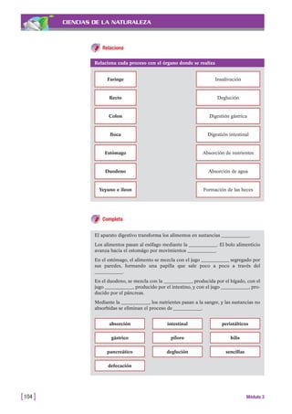 CIENCIAS DE LA NATURALEZA
[104 ] Módulo 3
Relaciona
Relaciona cada proceso con el órgano donde se realiza
Faringe Insalivación
Recto Deglución
Colon Digestión gástrica
Boca Digestión intestinal
Estómago Absorción de nutrientes
Duodeno Absorción de agua
Yeyuno e íleon Formación de las heces
Completa
El aparato digestivo transforma los alimentos en sustancias ____________.
Los alimentos pasan al esófago mediante la ____________. El bolo alimenticio
avanza hacia el estomágo por movimientos ____________.
En el estómago, el alimento se mezcla con el jugo ____________ segregado por
sus paredes, formando una papilla que sale poco a poco a través del
____________.
En el duodeno, se mezcla con la ____________, producida por el hígado, con el
jugo ____________, producido por el intestino, y con el jugo ____________, pro-
ducido por el páncreas.
Mediante la ____________, los nutrientes pasan a la sangre, y las sustancias no
absorbidas se eliminan el proceso de ____________.
absorción intestinal peristálticos
gástrico píloro bilis
pancreático deglución sencillas
defecación
 