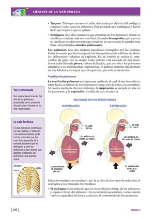 CIENCIAS DE LA NATURALEZA
• Tráquea. Tubo que recorre el cuello, desciende por delante del esófago y
conduce el aire hasta los pulmones. Está protegido por cartílagos en forma
de C que impiden que se aplaste.
• Bronquios. Son dos conductos que penetran en los pulmones, donde se
ramifican en tubos cada vez más finos, llamados bronquiolos, que a su vez
se ramifican en otros menores que terminan en unos sacos de paredes muy
finas, denominados alvéolos pulmonares.
Los pulmones. Son dos órganos esponjosos protegidos por las costillas.
Están formados por los bronquios, los bronquiolos y los millones de alvéo-
los pulmonares rodeados de capilares. En su interior se realiza el inter-
cambio de gases con la sangre. Cada pulmón está rodeado de una mem-
brana doble llamada pleura, rellena de líquido, que permite a los pulmones
adaptarse a los movimientos respiratorios. El pulmón derecho está dividido
en tres lóbulos y es mayor que el izquierdo, que solo presenta dos.
Ventilación pulmonar
La ventilación pulmonar es el proceso mediante el cual el aire atmosférico
entra hasta el interior de los pulmones y luego sale de estos a la atmósfera.
Se realiza mediante dos movimientos: la inspiración, o entrada de aire en
los pulmones, y la espiración, o salida de aire al exterior.
[106 ] Módulo 3
Estos movimientos se producen por la acción de dos tipos de músculos, el
diafragma y los músculos intercostales.
• El diafragma es un músculo que se encuentra por debajo de los pulmones,
y separa el tórax del abdomen. Su movimiento ascendente o descendente
varía la capacidad del tórax, y permite el movimiento de los pulmones.
Tos y estornudo
Son espiraciones bruscas del
aire de los pulmones
producidas por la presencia
de partículas irritantes en las
vías respiratorias.
La caja torácica
Es una estructura constituida
por las costillas, el esternón
y la columna torácica, junto
con los músculos que los
unen. Está separada de la
cavidad abdominal por el
diafragma y sirve de
protección a las vísceras que
alberga: el corazón, los
pulmones y los grandes
vasos.
 
