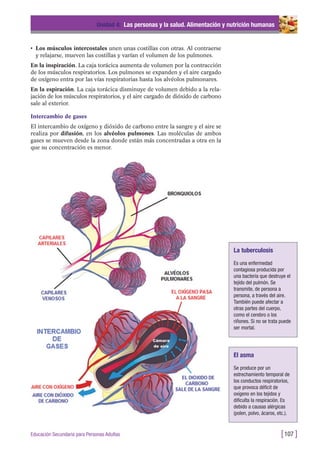 • Los músculos intercostales unen unas costillas con otras. Al contraerse
y relajarse, mueven las costillas y varían el volumen de los pulmones.
En la inspiración. La caja torácica aumenta de volumen por la contracción
de los músculos respiratorios. Los pulmones se expanden y el aire cargado
de oxígeno entra por las vías respiratorias hasta los alvéolos pulmonares.
En la espiración. La caja torácica disminuye de volumen debido a la rela-
jación de los músculos respiratorios, y el aire cargado de dióxido de carbono
sale al exterior.
Intercambio de gases
El intercambio de oxígeno y dióxido de carbono entre la sangre y el aire se
realiza por difusión, en los alvéolos pulmones. Las moléculas de ambos
gases se mueven desde la zona donde están más concentradas a otra en la
que su concentración es menor.
Unidad 4: Las personas y la salud. Alimentación y nutrición humanas
[107 ]Educación Secundaria para Personas Adultas
La tuberculosis
Es una enfermedad
contagiosa producida por
una bacteria que destruye el
tejido del pulmón. Se
transmite, de persona a
persona, a través del aire.
También puede afectar a
otras partes del cuerpo,
como el cerebro o los
riñones. Si no se trata puede
ser mortal.
El asma
Se produce por un
estrechamiento temporal de
los conductos respiratorios,
que provoca déficit de
oxígeno en los tejidos y
dificulta la respiración. Es
debido a causas alérgicas
(polen, polvo, ácaros, etc.).
 