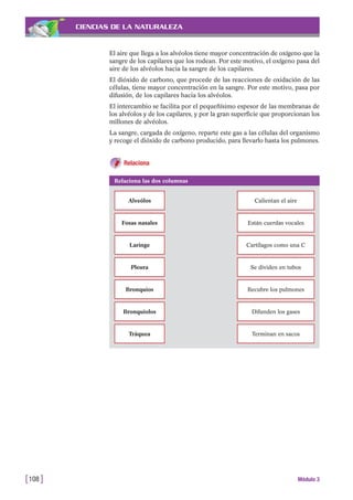 CIENCIAS DE LA NATURALEZA
El aire que llega a los alvéolos tiene mayor concentración de oxígeno que la
sangre de los capilares que los rodean. Por este motivo, el oxígeno pasa del
aire de los alvéolos hacia la sangre de los capilares.
El dióxido de carbono, que procede de las reacciones de oxidación de las
células, tiene mayor concentración en la sangre. Por este motivo, pasa por
difusión, de los capilares hacia los alvéolos.
El intercambio se facilita por el pequeñísimo espesor de las membranas de
los alvéolos y de los capilares, y por la gran superficie que proporcionan los
millones de alvéolos.
La sangre, cargada de oxígeno, reparte este gas a las células del organismo
y recoge el dióxido de carbono producido, para llevarlo hasta los pulmones.
Relaciona
[108 ] Módulo 3
Relaciona las dos columnas
Alveólos Calientan el aire
Fosas nasales Están cuerdas vocales
Laringe Cartílagos como una C
Pleura Se dividen en tubos
Bronquios Recubre los pulmones
Bronquiolos Difunden los gases
Tráquea Terminan en sacos
 