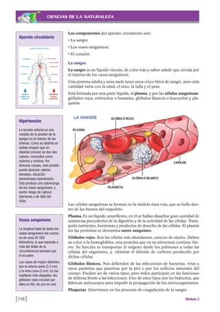 CIENCIAS DE LA NATURALEZA
Los componentes del aparato circulatorio son:
• La sangre
• Los vasos sanguíneos
• El corazón
La sangre
La sangre es un líquido viscoso, de color rojo y sabor salado que circula por
el interior de los vasos sanguíneos.
Una persona adulta y sana suele tener unos cinco litros de sangre, pero esta
cantidad varía con la edad, el sexo, la talla y el peso.
Está formada por una parte líquida, el plasma, y por las células sanguíneas:
glóbulos rojos, eritrocitos o hematíes, glóbulos blancos o leucocitos y pla-
quetas.
[110 ] Módulo 3
Aparato circulatorio
Hipertensión
La tensión arterial es una
medida de la presión de la
sangre en el interior de las
arterias. Como es distinta en
sístole (mayor) que en
diástole (menor) se dan dos
valores, conocidos como
máxima y mínima. Por
diversas causas, esta presión
puede alcanzar valores
elevados, situación
denominada hipertensión.
Esto produce una sobrecarga
de los vasos sanguíneos, y
existe riesgo de ruptura
(derrame) o de fallo del
riñón.
Vasos sanguíneos
La longitud total de todos los
vasos sanguíneos del cuerpo
es de unos 97.000
kilómetros, lo que equivale a
más del doble de la
circunferencia terrestre por
el ecuador.
Los vasos de mayor diámetro
son la arteria aorta (2,5 cm)
y la vena cava (3 cm). En los
capilares más delgados, los
glóbulos rojos circulan por
ellos en fila, de uno en uno.
Las células sanguíneas se forman en la médula ósea roja, que se halla den-
tro de los huesos del esqueleto.
Plasma. Es un líquido amarillento, en él se hallan disueltas gran cantidad de
sustancias procedentes de la digestión y de la actividad de las células. Trans-
porta nutrientes, hormonas y productos de desecho de las células. El plasma
sin las proteínas se denomina suero sanguíneo.
Glóbulos rojos. Son las células más abundantes, carecen de núcleo. Deben
su color a la hemoglobina, una proteína que en su estructura contiene hie-
rro. Su función es transportar el oxígeno desde los pulmones a todas las
células del organismo, y, eliminar el dióxido de carbono producido por
dichas células.
Glóbulos blancos. Nos defienden de las infecciones de bacterias, virus y
otros parásitos que penetran por la piel o por los orificios naturales del
cuerpo. Pueden ser de varios tipos, pero todos participan en las funciones
de defensa frente a las infecciones. Uno de estos tipos son los linfocitos, que
fabrican anticuerpos para impedir la propagación de los microorganismos.
Plaquetas. Intervienen en los procesos de coagulación de la sangre.
 