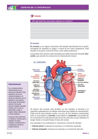 CIENCIAS DE LA NATURALEZA
Contesta
[112 ] Módulo 3
¿Por qué razón las venas tienen válvulas en el interior?
El corazón
El corazón es un órgano musculoso del tamaño aproximado de un puño,
encargado de impulsar la sangre a través de los vasos sanguíneos. Está
situado en la parte central del tórax, entre ambos pulmones.
Las paredes del corazón están formadas por tejido muscular, llamado mio-
cardio, que permite la contracción involuntaria del mismo.
El interior del corazón está dividido en dos mitades, la derecha y la
izquierda, separadas por un tabique musculoso que impide su comunicación.
Cada una de estas mitades consta, a su vez, de dos cámaras comunicadas
entre sí: una superior o aurícula, y una inferior o ventrículo. Las paredes de
los ventrículos son más gruesas que las de las aurículas, ya que impulsan la
sangre desde el corazón hasta el resto del cuerpo.
Las aurículas y los ventrículos se comunican a través de válvulas:
• Válvula mitral. Comunica la aurícula y el ventrículo izquierdo
• Válvula tricúspide. Comunica la aurícula y el ventrículo derecho.
Arteriosclerosis
Es un endurecimiento o
estrechamiento de las
arterias que dificulta el flujo
sanguíneo. Una de las
causas principales es el
exceso de colesterol, que se
deposita en las paredes y
forma placas denominadas
ateroma. Esto puede
provocar coágulos, llamados
trombos, que a veces se
desprenden y llegan a
órganos vitales, bloqueando
el riego sanguíneo.
El ejercicio físico disminuye
el colesterol, mientras que la
ingestión de grasas
animales, el sedentarismo y
el tabaquismo actúan en
sentido contrario.
 