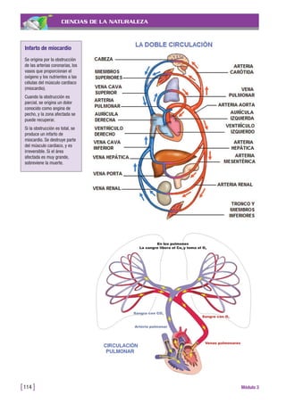CIENCIAS DE LA NATURALEZA
[114 ] Módulo 3
Infarto de miocardio
Se origina por la obstrucción
de las arterias coronarias, los
vasos que proporcionan el
oxígeno y los nutrientes a las
células del músculo cardiaco
(miocardio).
Cuando la obstrucción es
parcial, se origina un dolor
conocido como angina de
pecho, y la zona afectada se
puede recuperar.
Si la obstrucción es total, se
produce un infarto de
miocardio. Se destruye parte
del músculo cardiaco, y es
irreversible. Si el área
afectada es muy grande,
sobreviene la muerte.
 