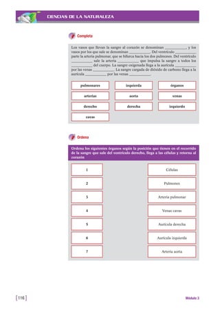 CIENCIAS DE LA NATURALEZA
Ordena
[116 ] Módulo 3
Completa
Los vasos que llevan la sangre al corazón se denominan ____________, y los
vasos por los que sale se denominan ____________. Del ventrículo ____________
parte la arteria pulmonar, que se bifurca hacia los dos pulmones. Del ventrículo
____________ sale la arteria ____________ que impulsa la sangre a todos los
____________ del cuerpo. La sangre oxigenada llega a la aurícula ____________
por las venas ____________. La sangre cargada de dióxido de carbono llega a la
aurícula ____________ por las venas ____________.
pulmonares izquierda órganos
arterias aorta venas
derecho derecha izquierdo
cavas
Ordena los siguientes órganos según la posición que tienen en el recorrido
de la sangre que sale del ventrículo derecho, llega a las células y retorna al
corazón
1 Células
2 Pulmones
3 Arteria pulmonar
4 Venas cavas
5 Aurícula derecha
6 Aurícula izquierda
7 Arteria aorta
 